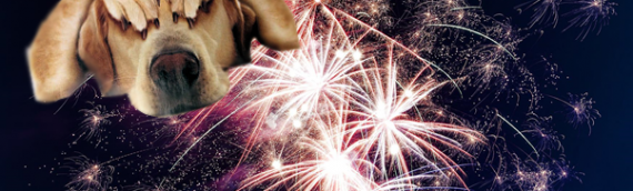 Keep dogs calm on Bonfire night